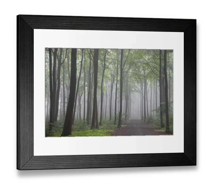 Framed Print : Beech forest in early morning mist Framed Print : Beech forest in early morning mist