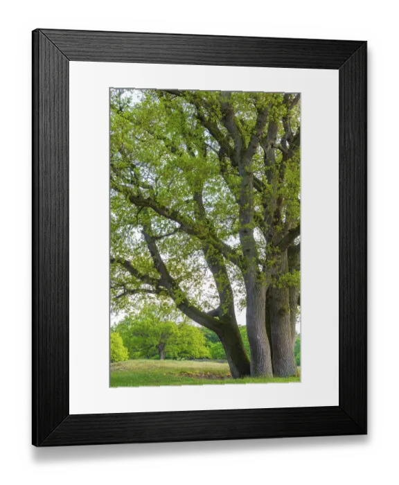 Framed Print : Oaks (Quercus) in the nature reserve Borkener Paradies