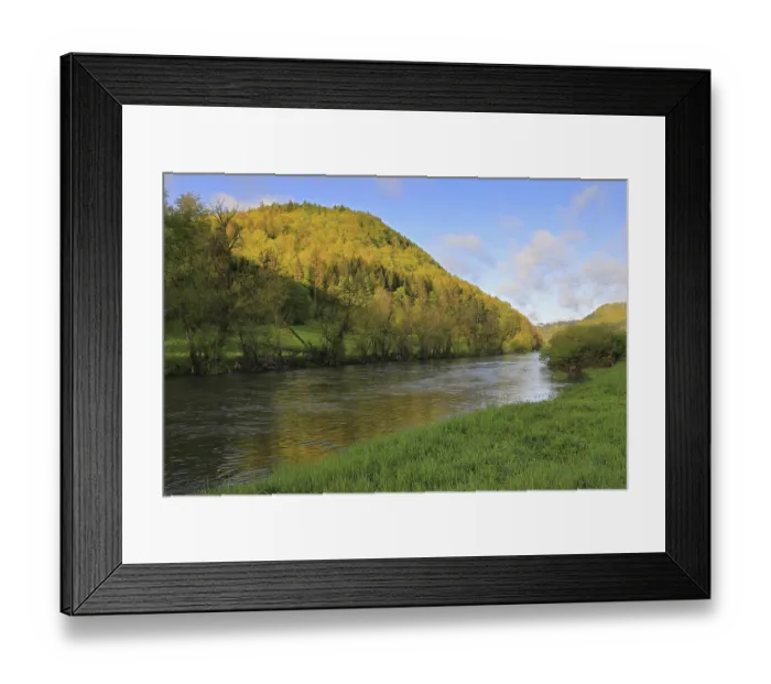 Framed Print : Danube, river, willow (Salicaceae) Framed Print : Danube, river, willow (Salicaceae)