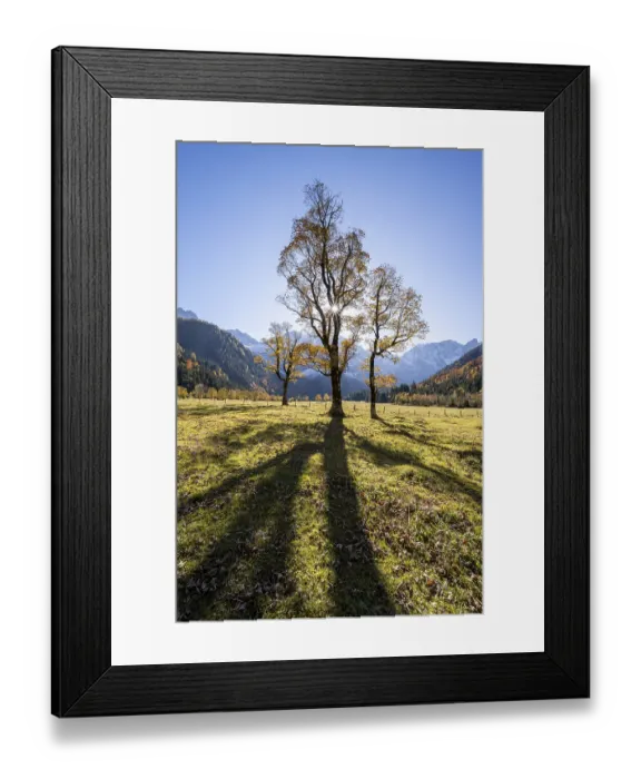 Framed Print : Sycamore maple with autumnal yellow foliage and Solaster endeca