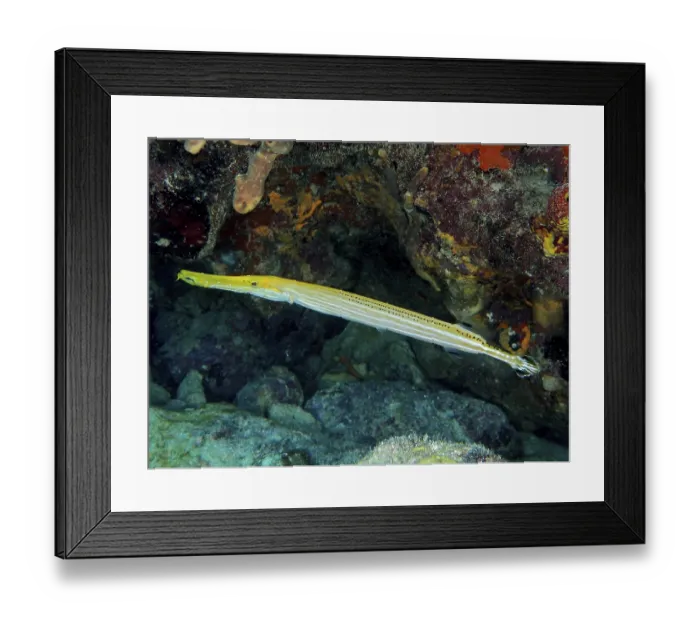 Framed Print : West Atlantic trumpetfish (Aulostomus maculatus)