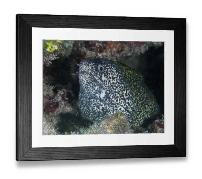 Framed Print : Spotted moray (Gymnothorax moringa)
