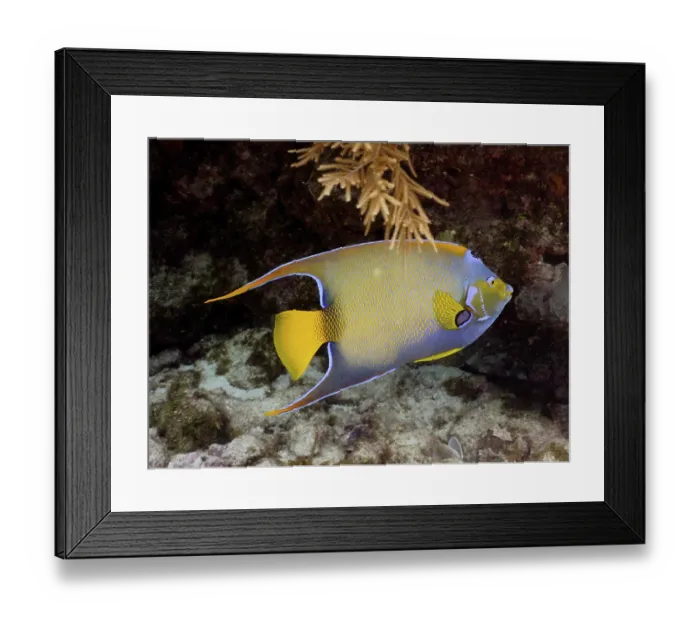 Framed Print : Queen angelfish (Holacanthus ciliaris)