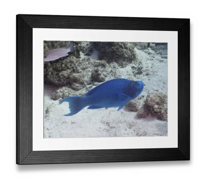 Framed Print : Blue parrotfish (Scarus coeruleus)