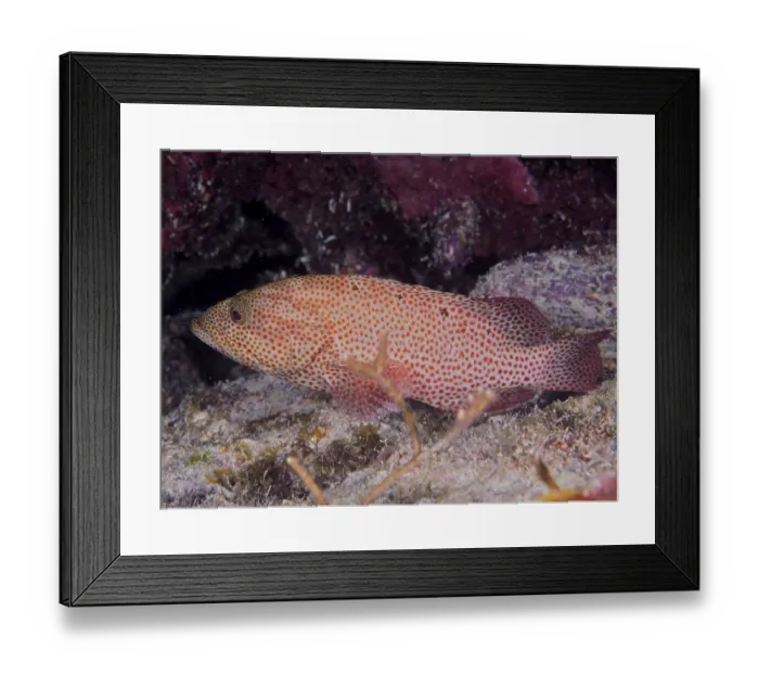 Framed Print : Caribbean grouper (Cephalopholis cruentata)