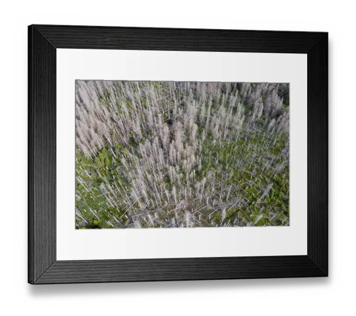 Framed Print : Aerial photo of dead spruces, due to infestation by bark beetles