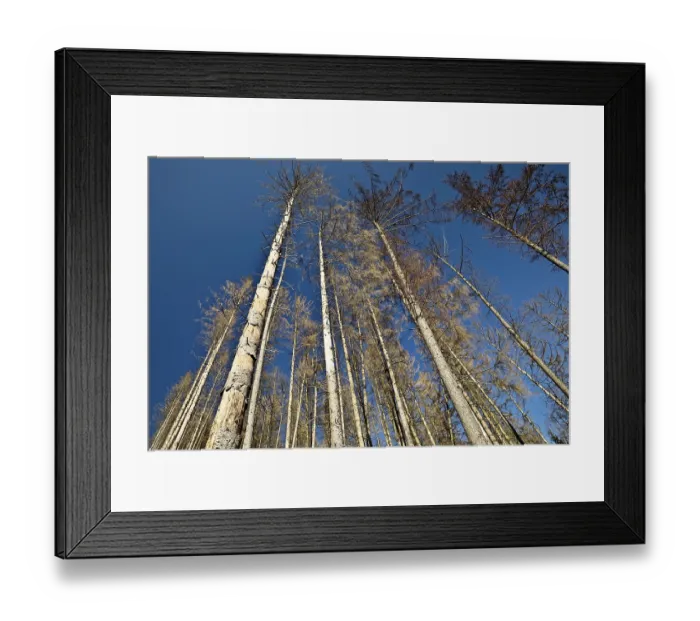 Framed Print : Dead spruces against a blue sky on the Wixberg