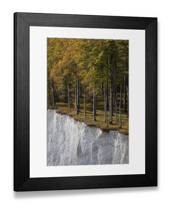 Framed Print : Trees in autumn colours at the edge of the chalk cliff