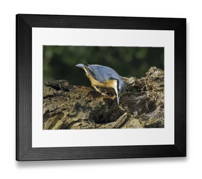Framed Print : Eurasian nuthatch (Sitta europaea) foraging on tree trunk in forest Framed Print : Eurasian nuthatch (Sitta europaea) foraging on tree trunk in forest