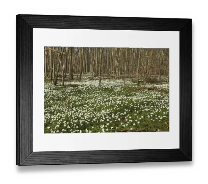 Framed Print : Wood anemone (Anemone nemorosa) Carpet of flowers in deciduous forest