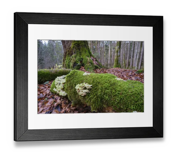Framed Print : Mossy tree with tree fungus in the forest