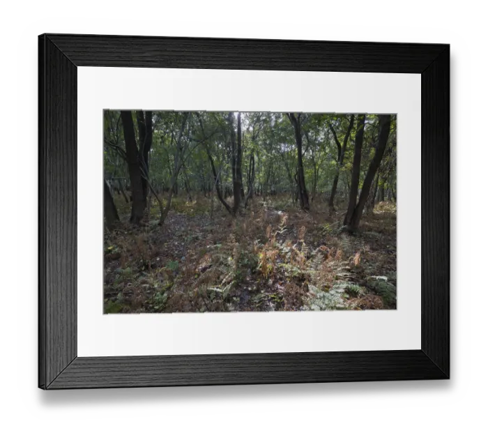 Framed Print : Swamp forest with fern, Province of Zeeland