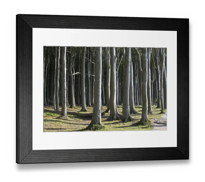 Framed Print : Beech forest (Fagus sylvatica)