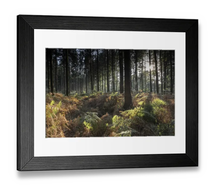 Framed Print : Bracken fern (Pteridium aquilinum) in spruce forest Framed Print : Bracken fern (Pteridium aquilinum) in spruce forest