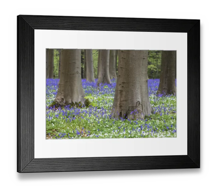Framed Print : Blue flowering bluebells (Hyacinthoides non-scripta) in the copper beech (Fagus sylvatica) forest Framed Print : Blue flowering bluebells (Hyacinthoides non-scripta) in the copper beech (Fagus sylvatica) forest