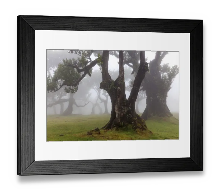 Framed Print : Old laurel trees in the mist, stinkwood (Ocotea foetens)