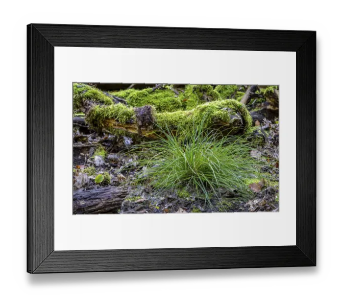 Framed Print : Deadwood in mixed forest, weathered tree trunks