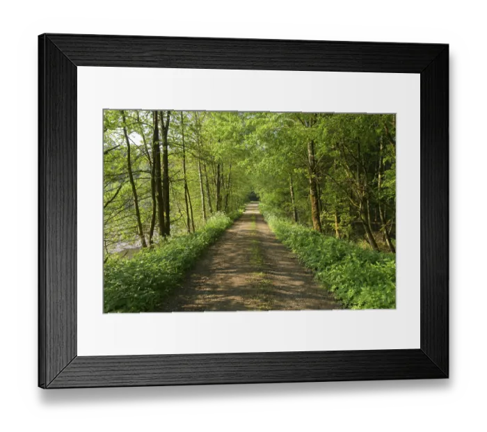 Framed Print : Forest path in spring, Baden-Wuerttemberg Framed Print : Forest path in spring, Baden-Wuerttemberg