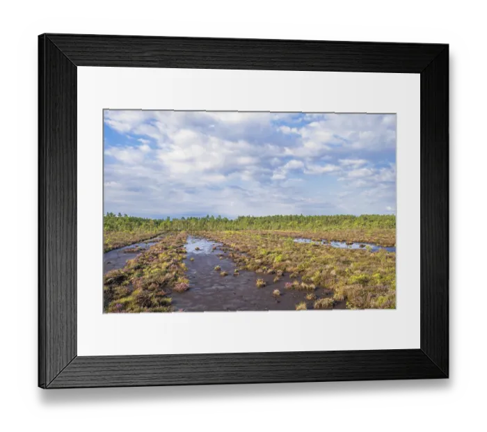 Framed Print : Ditches with mud after peat mining on a peat bog with a pine forest in summer