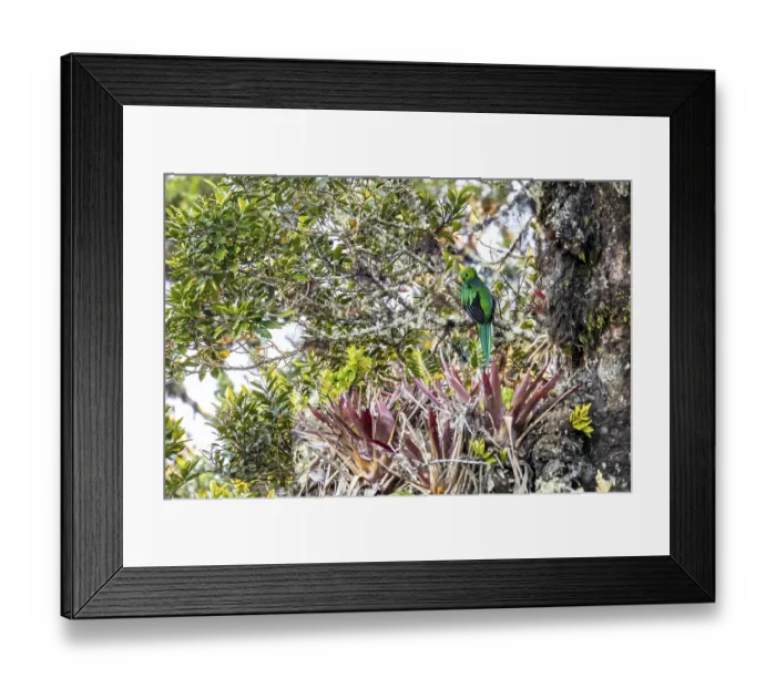 Framed Print : Resplendent quetzals (Pharomachrus mocinno) sitting on a tree in the cloud forest
