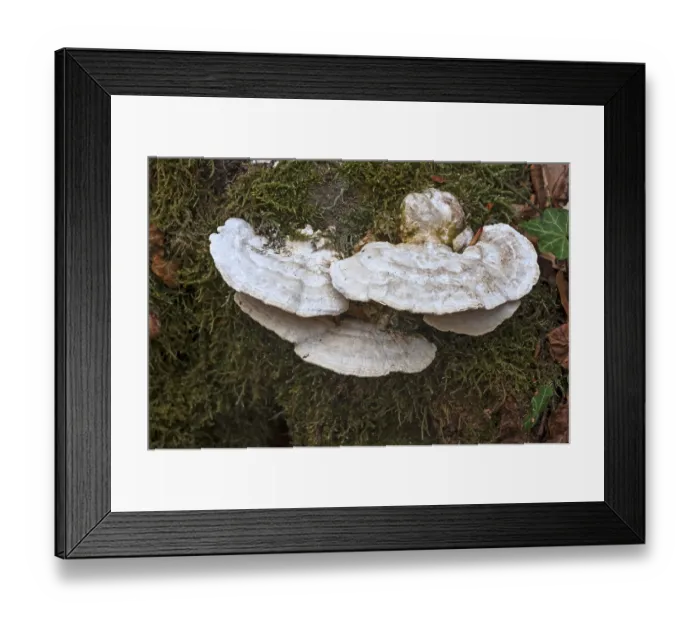 Framed Print : Tinder fungus (Fomes fomentarius) on a mossy tree trunk Framed Print : Tinder fungus (Fomes fomentarius) on a mossy tree trunk