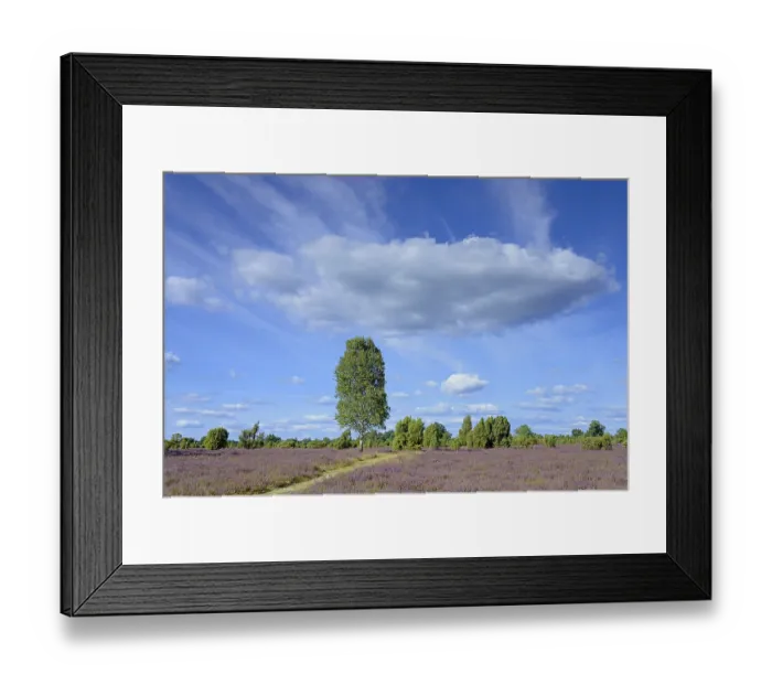 Framed Print : Heathland, juniper forest Schmarbeck