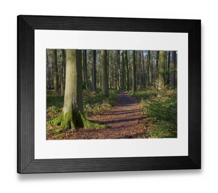 Framed Print : Forest path, mixed forest, beech Framed Print : Forest path, mixed forest, beech