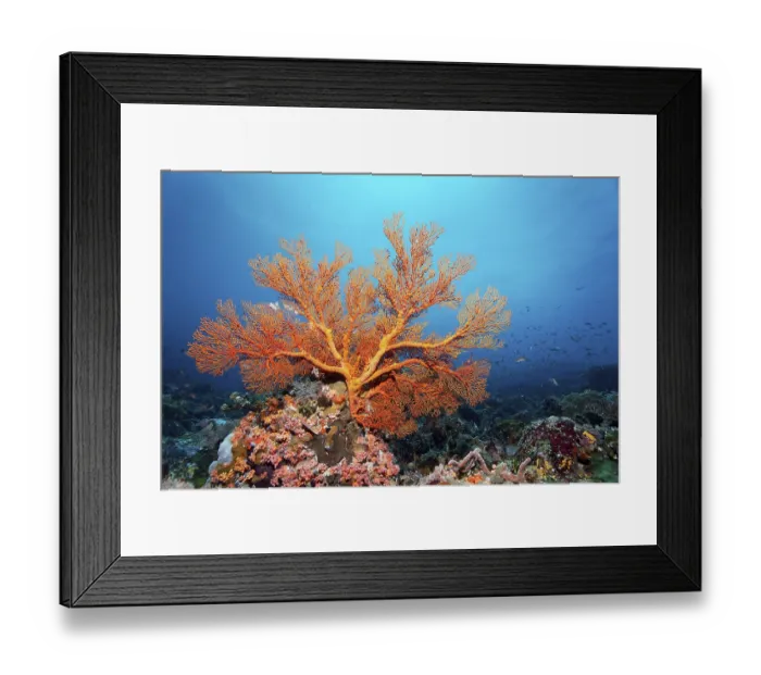 Framed Print : Melithaea gorgonian (Melithea) with closed polyps