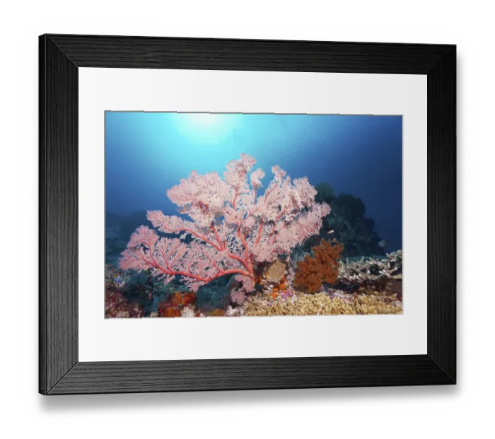 Framed Print : Red sea fan (Melithaea) gorgonian with open polyps in backlight on coral reef