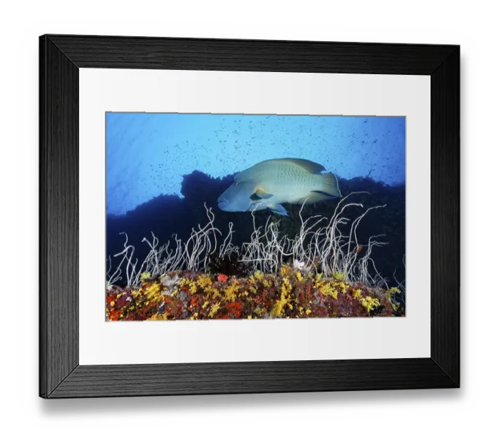 Framed Print : Napoleon wrasse (Cheilinus undulatus)