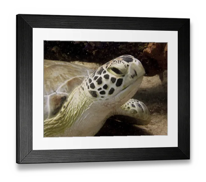 Framed Print : Close-up of hawksbill turtle (Eretmochelys imbricata imbricata)