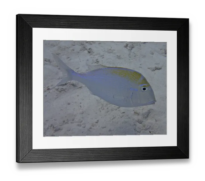 Framed Print : Bigeye sea bream (Calamus calamus)