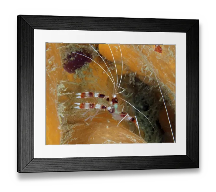 Framed Print : Banded coral shrimp (Stenopus hispidus)