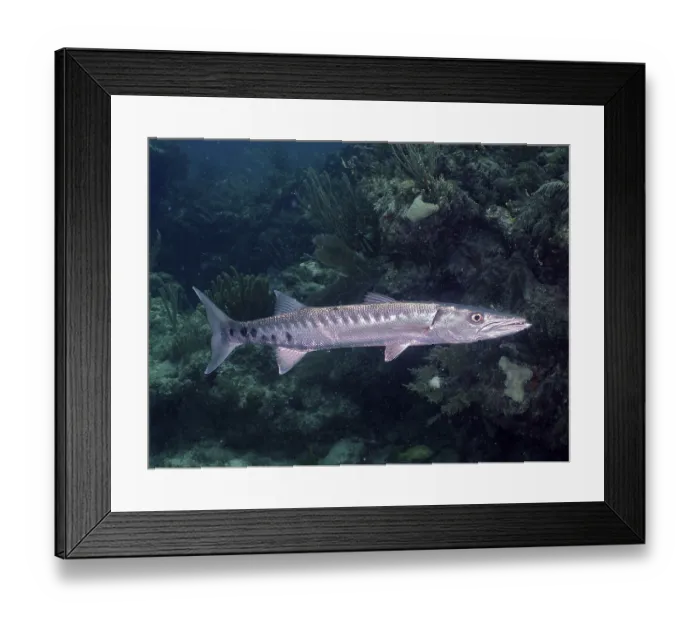 Framed Print : Great barracuda (Sphyraena barracuda)
