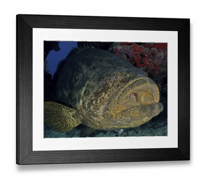 Framed Print : Atlantic goliath grouper (Epinephelus itajara) with open mouth at cleaning station