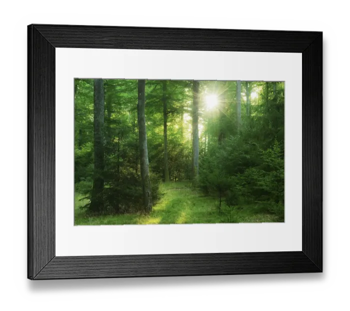 Framed Print : Morning sun breaks through natural mixed beech forest Framed Print : Morning sun breaks through natural mixed beech forest