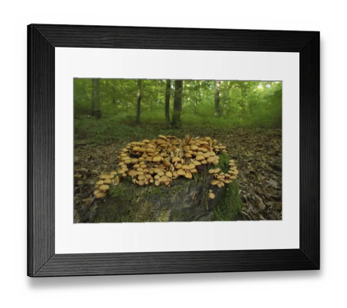 Framed Print : Sheathed woodtuft (Kuehneromyces mutabilis) Framed Print : Sheathed woodtuft (Kuehneromyces mutabilis)
