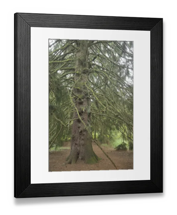 Framed Print : European spruce (Picea abies), tree trunk