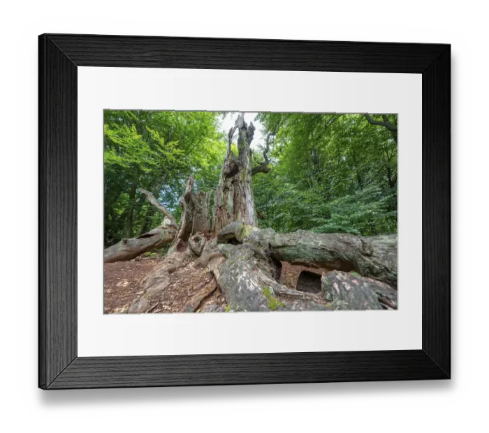 Framed Print : The Sababurg primeval forest, or primeval forest in the Reinhardswald