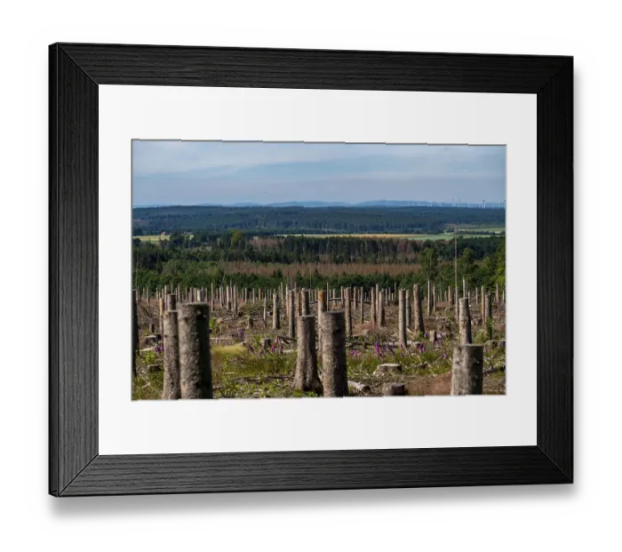 Framed Print : Cleared forest in the Eggegebirge Framed Print : Cleared forest in the Eggegebirge