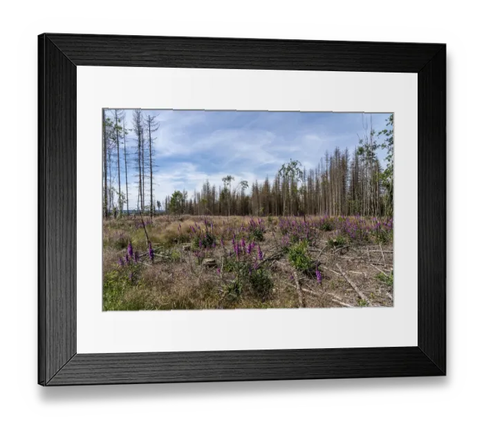 Framed Print : Cleared forest in the Eggegebirge Framed Print : Cleared forest in the Eggegebirge