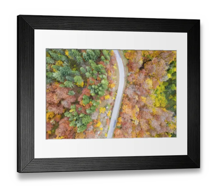 Framed Print : Forest in autumn colourful leaves season aerial view road way