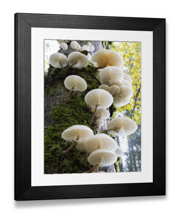 Framed Print : Porcelain fungus, (Oudemansiella mucida)