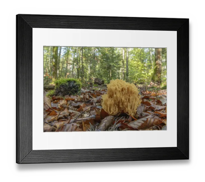 Framed Print : Clavaire mushroom in a mountain forest in autumn