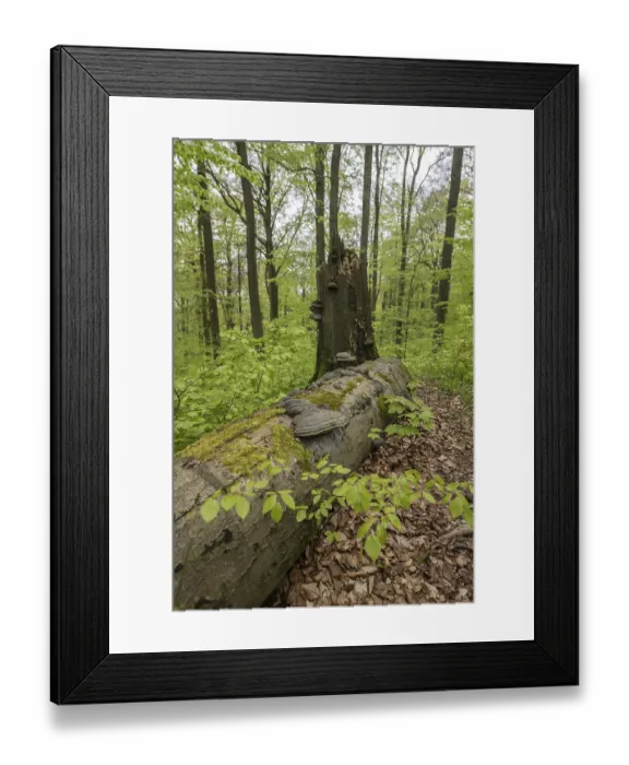 Framed Print : Beech forest (Fagus sylvatica) Framed Print : Beech forest (Fagus sylvatica)