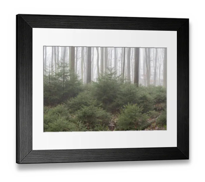 Framed Print : Spruce forest (Picea abies) in fog