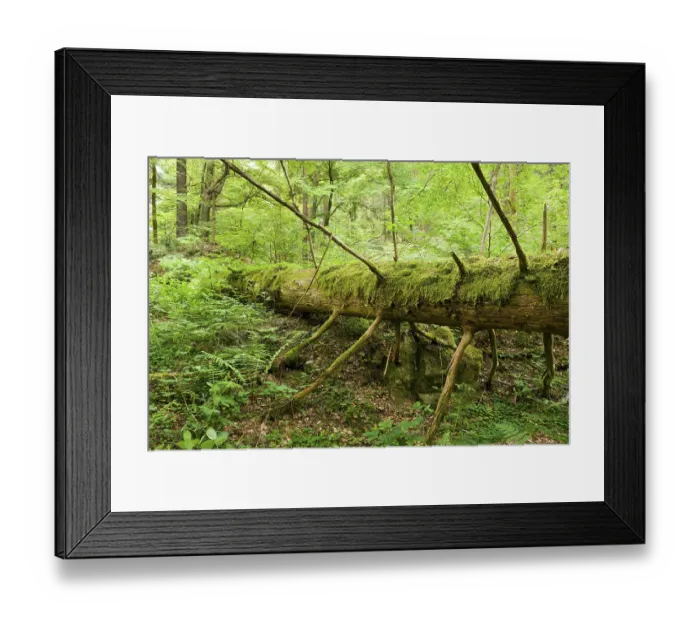 Framed Print : Deadwood, Norway Spruce (Picea abies)