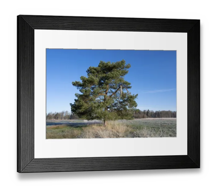 Framed Print : Scots pine (Pinus sylvestris), solitary standing in a meadow Framed Print : Scots pine (Pinus sylvestris), solitary standing in a meadow
