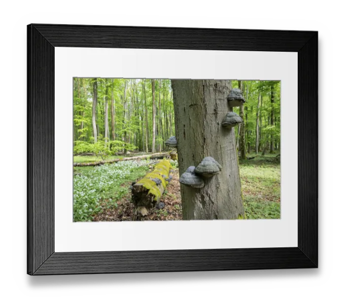 Framed Print : Near-natural deciduous forest Framed Print : Near-natural deciduous forest