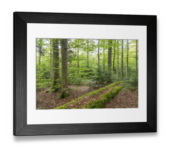 Framed Print : Mixed mountain forest with copper beech (Fagus sylvatica) and spruce (Picea abies) Framed Print : Mixed mountain forest with copper beech (Fagus sylvatica) and spruce (Picea abies)